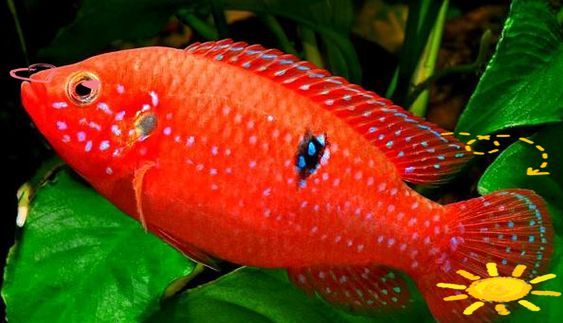 給我一些紅色魚類的養殖圖片，紅色觀賞魚及其養殖要點，