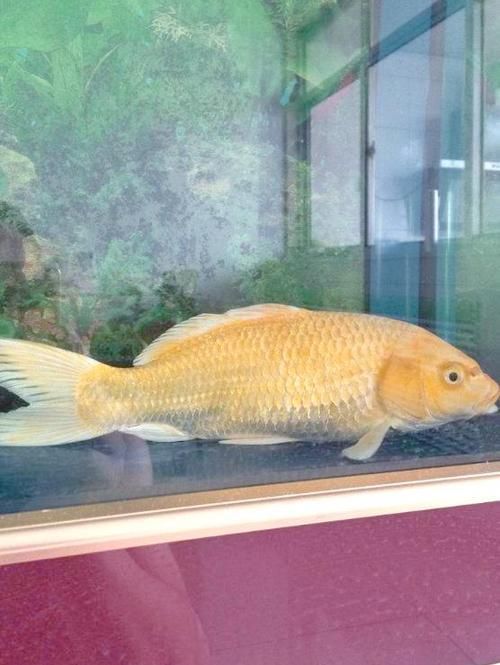 魚鰭充血最忌三種食物，魚鰭充血最忌三種食物是觀賞魚與養(yǎng)殖魚常見的食物