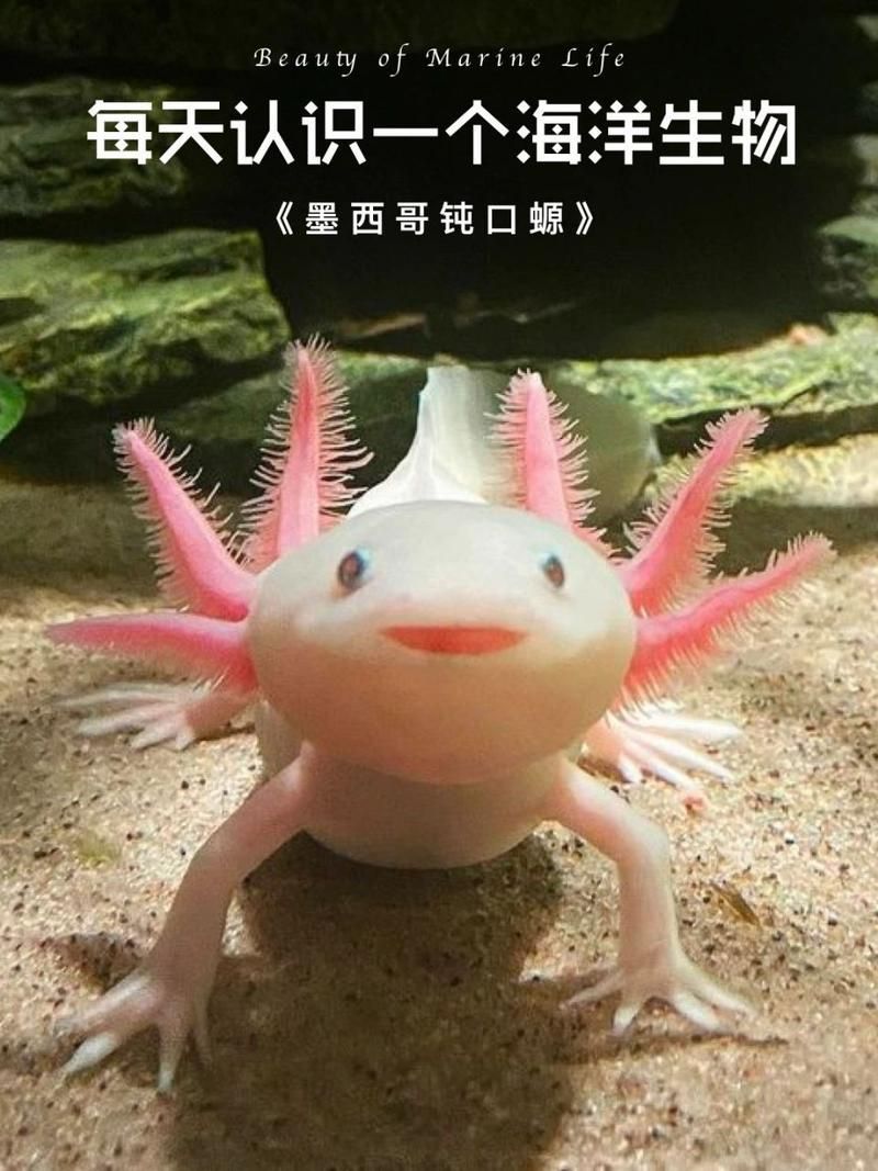 如何預防六角龍魚白斑病，六角龍魚白斑病治療與預防全攻略（arxiv論文助手）
