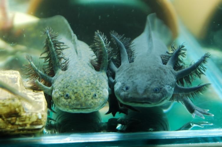 如何預防六角龍魚白斑病，六角龍魚白斑病治療與預防全攻略（arxiv論文助手）