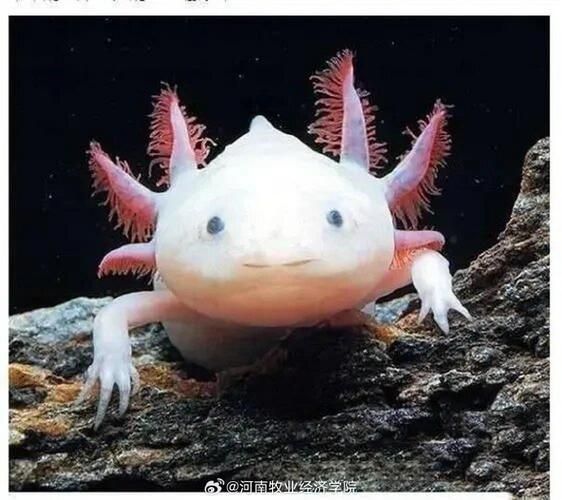 如何預防六角龍魚白斑病，六角龍魚白斑病治療與預防全攻略（arxiv論文助手）