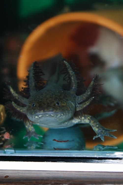 如何預防六角龍魚白斑病，六角龍魚白斑病治療與預防全攻略（arxiv論文助手）