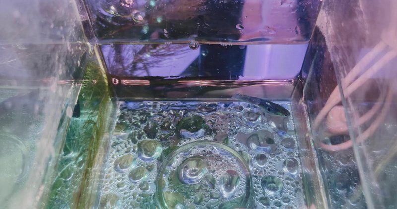 魚(yú)爛尾巴后多久會(huì)死亡 魚(yú)爛尾巴后多久會(huì)死亡 龍魚(yú)百科 第2張