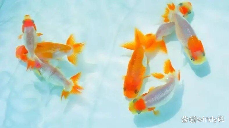 金魚產卵后如何恢復營養，金魚產卵后多久能恢復健康有哪些食物適合金魚產后恢復