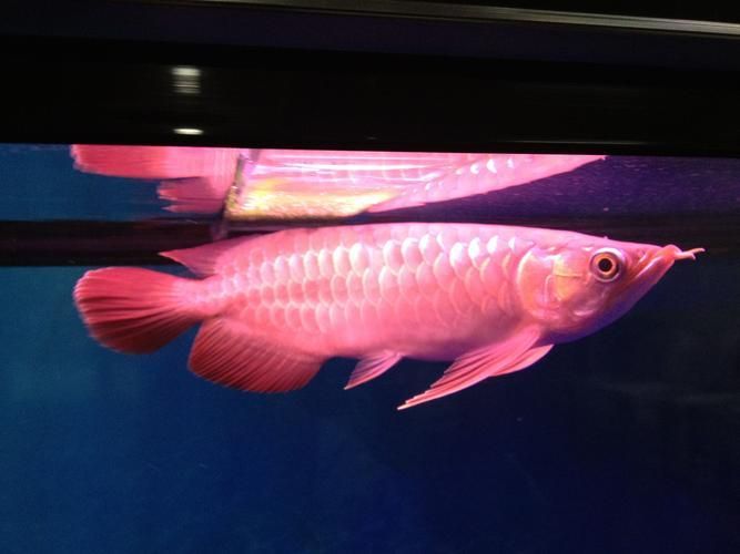 給我一些西青龍魚的飼養(yǎng)圖片，如何飼養(yǎng)西青龍魚