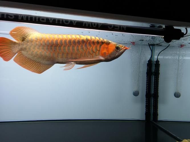 給我一些西青龍魚的飼養(yǎng)圖片，如何飼養(yǎng)西青龍魚