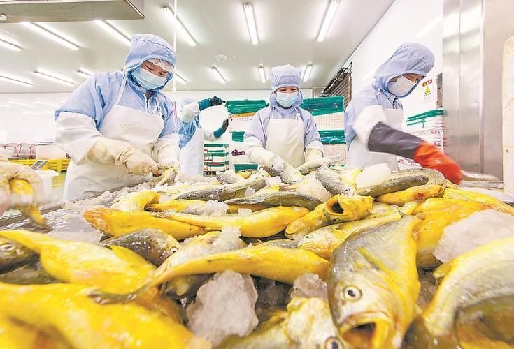 蕉城龍魚養殖業的發展情況，福建寧德蕉城龍魚養殖業發展蕉城龍魚養殖業發展情況 蕉城龍魚養殖業的發展情況，福建寧德蕉城龍魚養殖業發展蕉城龍魚養殖業發展情況 龍魚百科 第6張