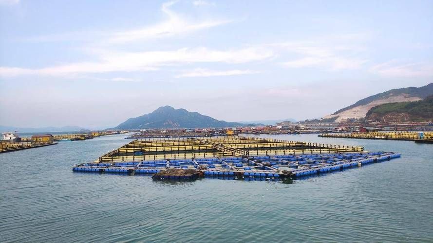 蕉城龍魚養殖業的發展情況，福建寧德蕉城龍魚養殖業發展蕉城龍魚養殖業發展情況 蕉城龍魚養殖業的發展情況，福建寧德蕉城龍魚養殖業發展蕉城龍魚養殖業發展情況 龍魚百科 第2張