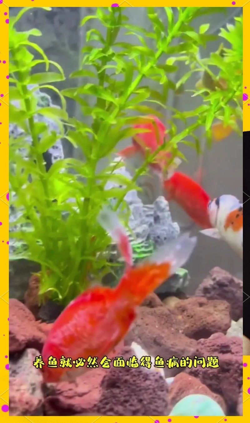 如何判斷魚是否生病 如何判斷魚是否生病 龍魚百科 第3張