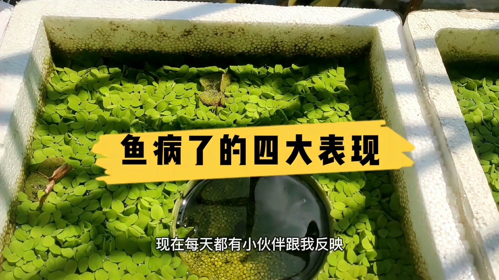 如何判斷魚是否生病 如何判斷魚是否生病 龍魚百科 第1張