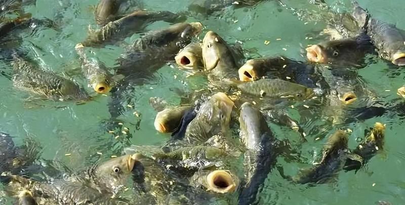如何預防魚鱗發紅充血的發生，如何預防魚鱗發紅充血