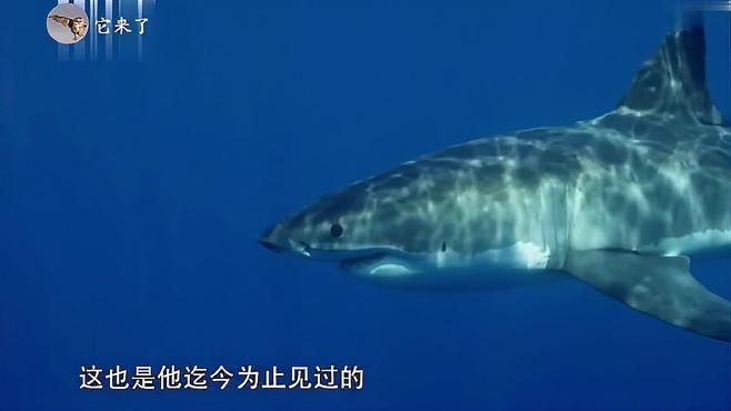 大白鯊的繁殖方式是怎樣的？，丨史前巨獸大揭秘大白鯊的繁殖方式是怎樣的