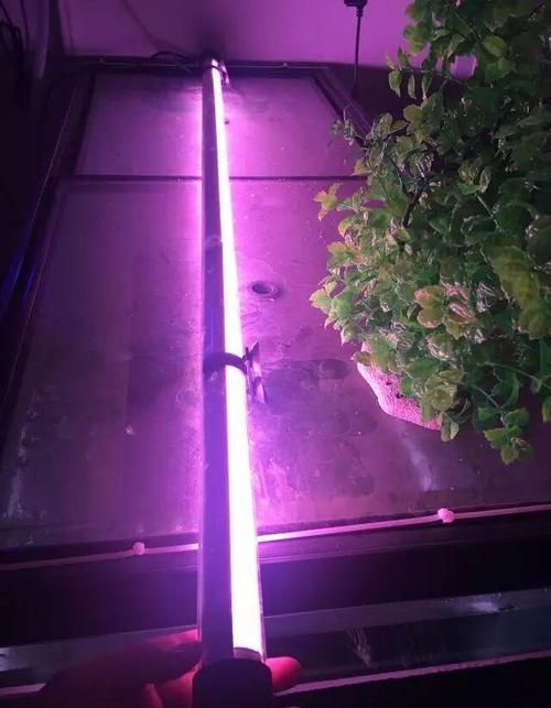 推薦一些龍魚燈照的高質(zhì)量圖片，高質(zhì)量的龍魚燈照?qǐng)D片推薦