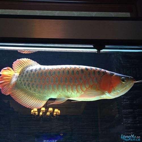 推薦一些龍魚燈照的高質(zhì)量圖片，高質(zhì)量的龍魚燈照?qǐng)D片推薦
