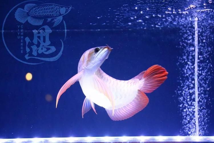 推薦一些龍魚燈照的高質(zhì)量圖片，高質(zhì)量的龍魚燈照?qǐng)D片推薦