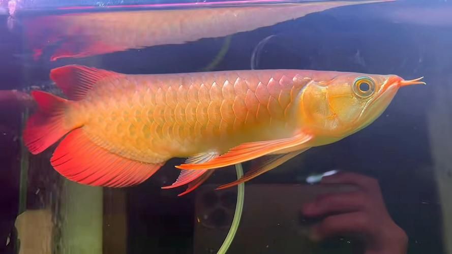 給我更多大湖紅龍魚的圖片欣賞