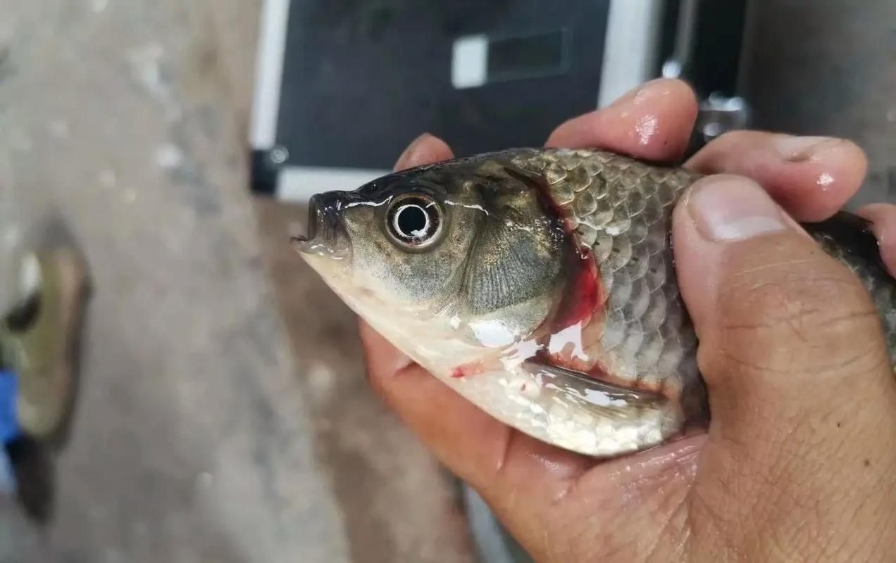 如何判斷魚呼吸急促的原因 龍魚百科 第5張 如何判斷魚呼吸急促的原因 如何判斷魚呼吸急促的原因 龍魚百科 第5張
