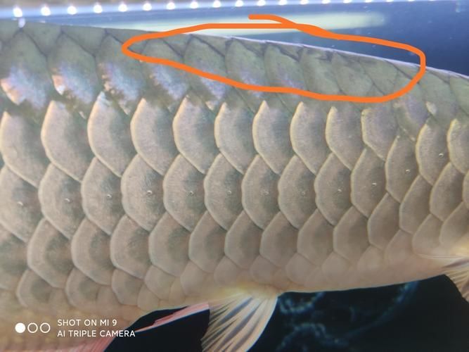 如何判斷龍魚鱗片洞是哪種原因？，arxiv論文助手arxiv論文助手arxiv論文助手