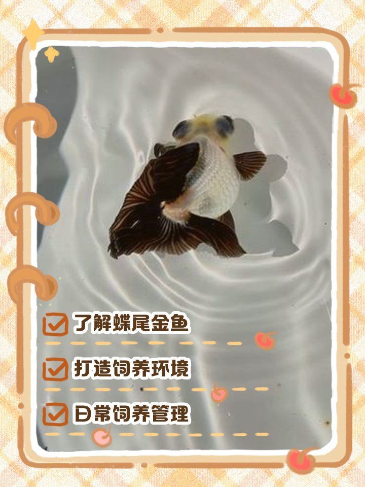 能否提供蝶尾金魚的飼養視頻教程，新手必看|蝶尾金魚飼養難度及方法?