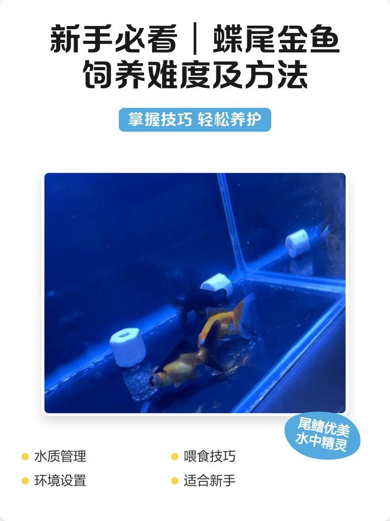 能否提供蝶尾金魚的飼養視頻教程，新手必看|蝶尾金魚飼養難度及方法?
