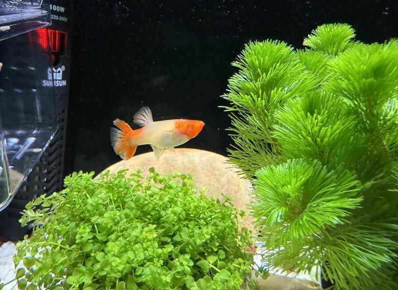 如何治療魚尾巴感染，孔雀魚尾巴發(fā)白爛尾急救指南