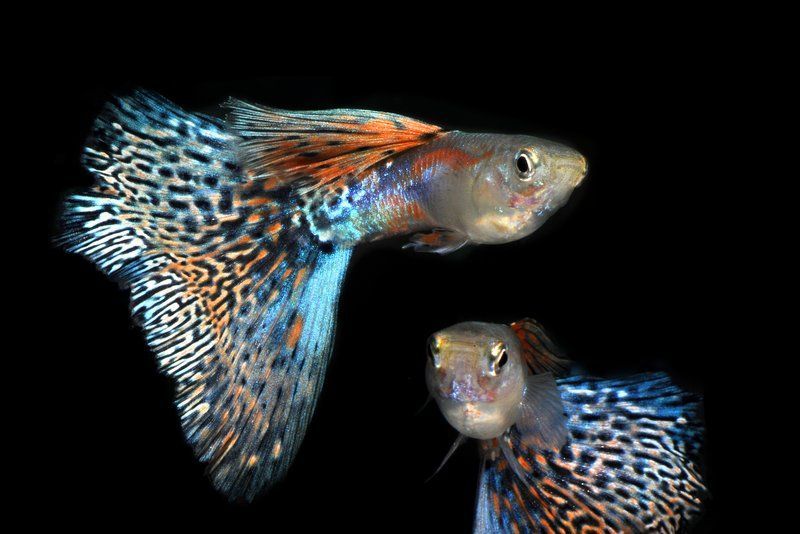 如何治療魚尾巴感染，孔雀魚尾巴發白爛尾急救指南