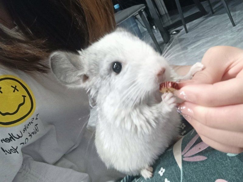 如何判斷貓是否對龍貓有興趣，如何判斷貓是否對龍貓有興趣,貓對龍貓是否感興趣