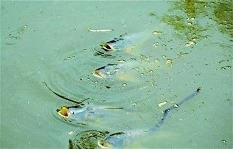 當魚出現浮頭現象的時候應該怎么辦，當魚出現浮頭現象的時候應該怎么辦魚類浮頭處理方法 當魚出現浮頭現象的時候應該怎么辦，當魚出現浮頭現象的時候應該怎么辦魚類浮頭處理方法 龍魚百科 第2張