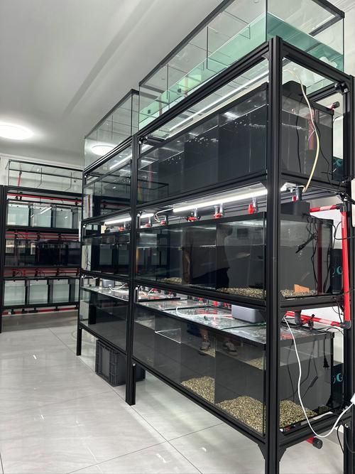 哪家龍魚商家口碑最好？