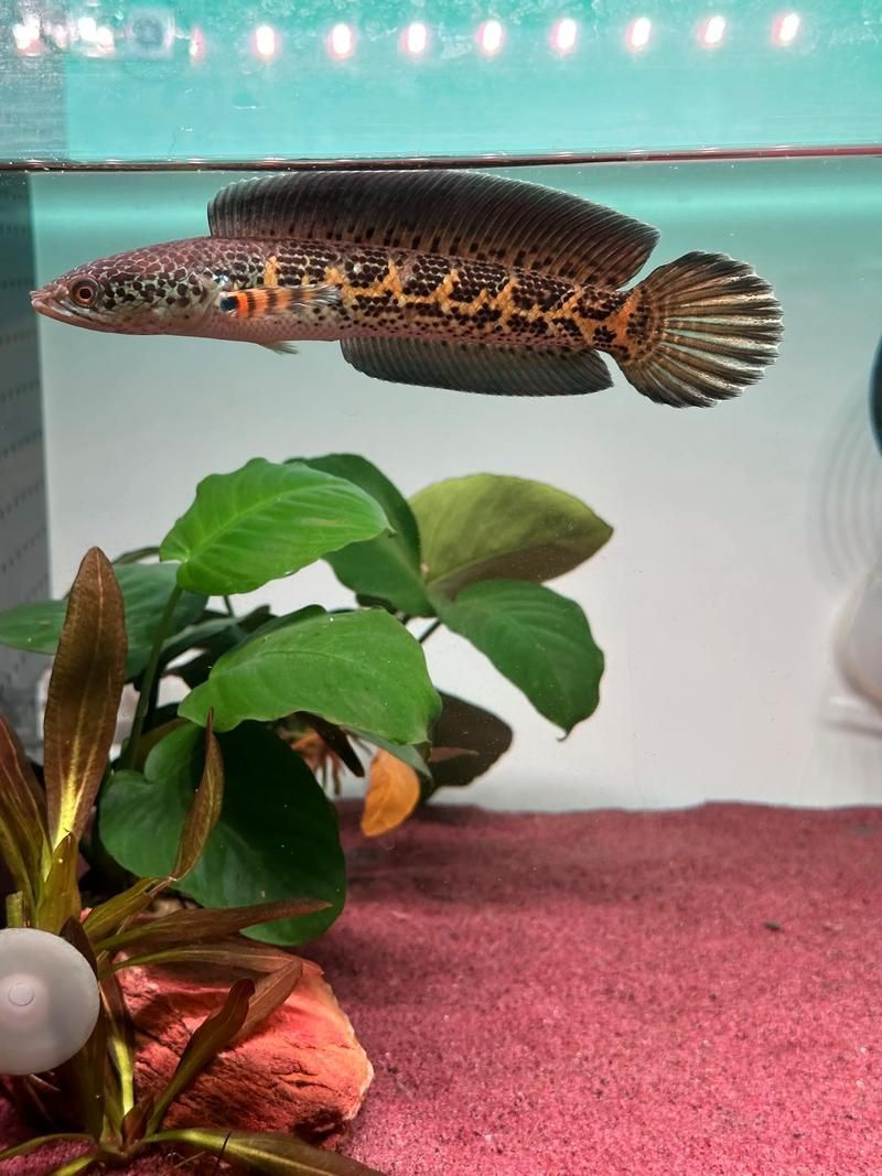 哪家龍魚商家口碑最好？