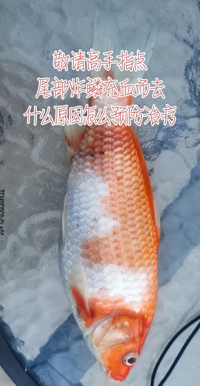 如何判斷錦鯉爛身是否好轉，如何判斷錦鯉爛身是否好轉， 如何判斷錦鯉爛身是否好轉，如何判斷錦鯉爛身是否好轉， 龍魚百科 第4張