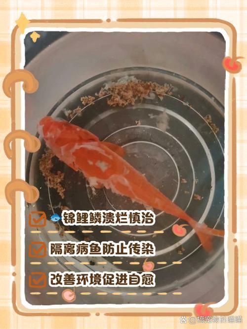 如何判斷錦鯉爛身是否好轉，如何判斷錦鯉爛身是否好轉， 如何判斷錦鯉爛身是否好轉，如何判斷錦鯉爛身是否好轉， 龍魚百科 第5張