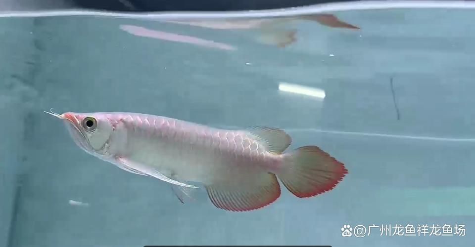 如何判斷紅龍魚幼魚的健康狀況?,如何判斷紅龍魚幼魚的健康狀況(arxiv論文助手) 龍魚百科 第2張 如何判斷紅龍魚幼魚的健康狀況?,如何判斷紅龍魚幼魚的健康狀況(arxiv論文助手) 如何判斷紅龍魚幼魚的健康狀況?,如何判斷紅龍魚幼魚的健康狀況(arxiv論文助手) 龍魚百科 第2張