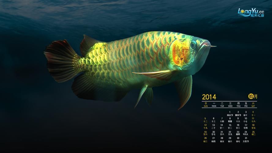 龍魚之巔論壇有哪些特色板塊？，龍魚之巔社群化的內容生態 龍魚之巔論壇有哪些特色板塊？，龍魚之巔社群化的內容生態 龍魚百科 第4張