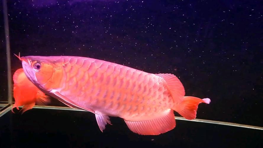 龍魚之巔論壇有哪些特色板塊？，龍魚之巔社群化的內容生態 龍魚之巔論壇有哪些特色板塊？，龍魚之巔社群化的內容生態 龍魚百科 第2張