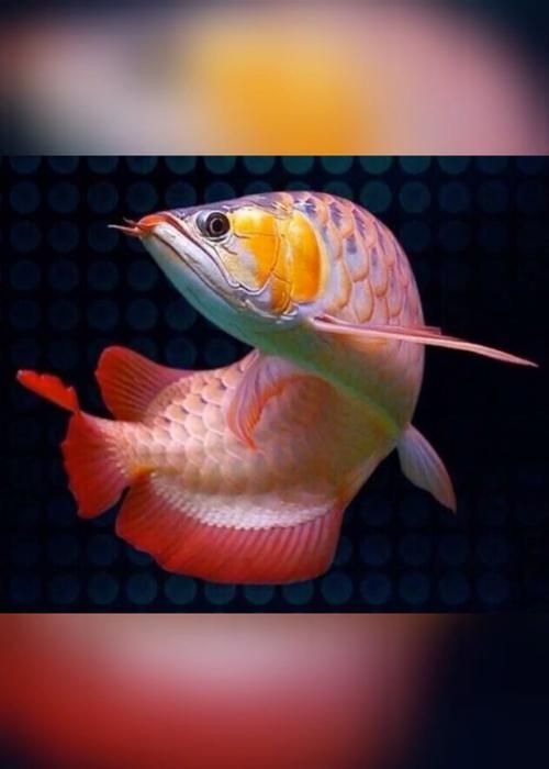 龍魚之巔論壇有哪些特色板塊？，龍魚之巔社群化的內容生態 龍魚之巔論壇有哪些特色板塊？，龍魚之巔社群化的內容生態 龍魚百科 第3張