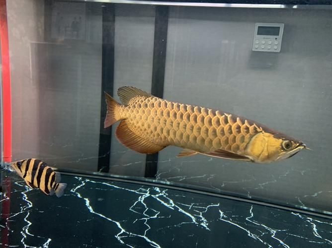 哪里可以購買到李亞四龍魚?,李亞四龍魚怎么樣? 龍魚百科 第3張 哪里可以購買到李亞四龍魚?,李亞四龍魚怎么樣? 哪里可以購買到李亞四龍魚?,李亞四龍魚怎么樣? 龍魚百科 第3張