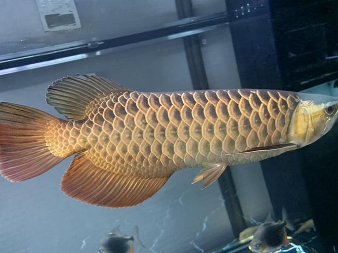 哪里可以購買到李亞四龍魚?,李亞四龍魚怎么樣? 龍魚百科 第6張 哪里可以購買到李亞四龍魚?,李亞四龍魚怎么樣? 哪里可以購買到李亞四龍魚?,李亞四龍魚怎么樣? 龍魚百科 第6張