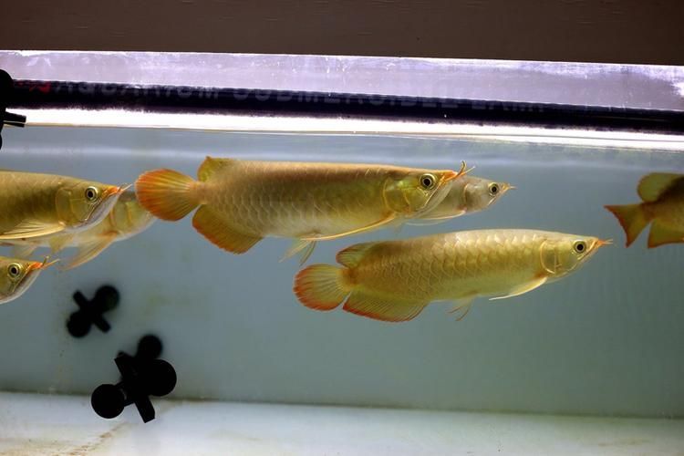 哪里可以購買到李亞四龍魚?,李亞四龍魚怎么樣? 龍魚百科 第5張 哪里可以購買到李亞四龍魚?,李亞四龍魚怎么樣? 哪里可以購買到李亞四龍魚?,李亞四龍魚怎么樣? 龍魚百科 第5張