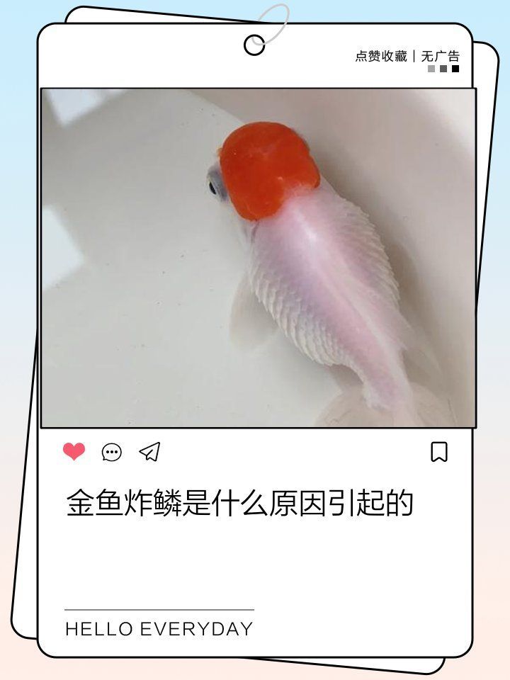 如何預防金魚炸鱗復發
