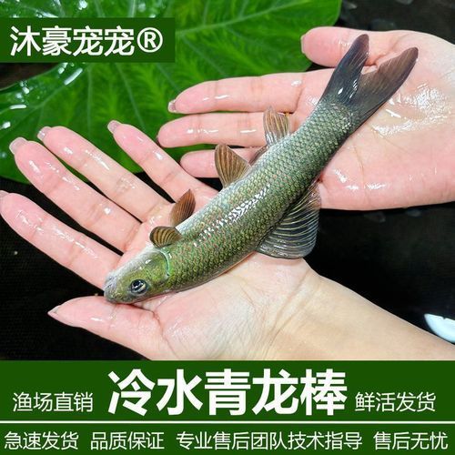 青龍魚的價格范圍，青龍魚的價格一般多少？ 青龍魚的價格范圍，青龍魚的價格一般多少？ 龍魚百科 第1張