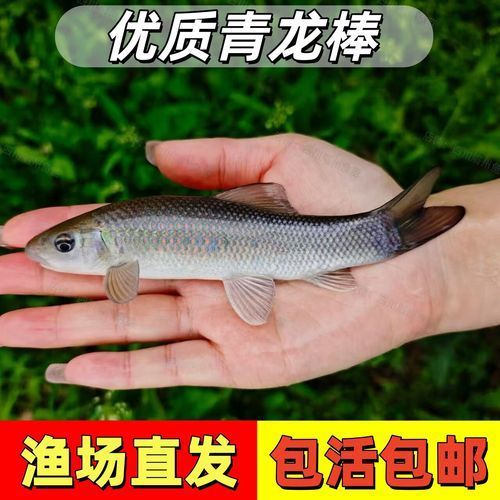 青龍魚的價格范圍，青龍魚的價格一般多少？ 青龍魚的價格范圍，青龍魚的價格一般多少？ 龍魚百科 第2張