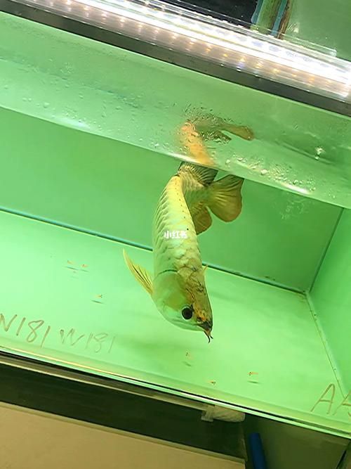有哪些龍魚品種的吃食視頻？，關于龍魚的知識