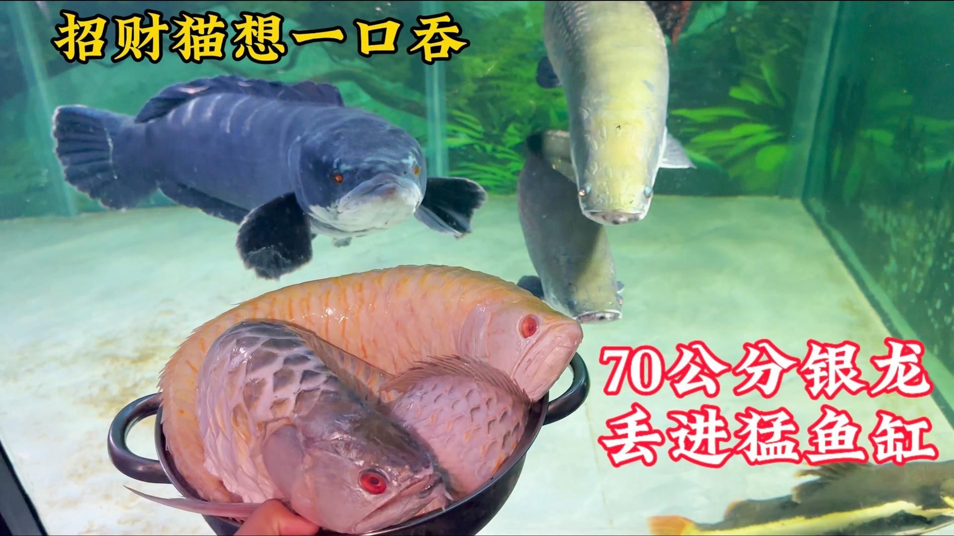有哪些龍魚品種的吃食視頻？，關于龍魚的知識