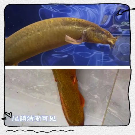 如何訓練龍魚進行互動行為？，——龍魚互動行為訓練龍魚進行互動行為