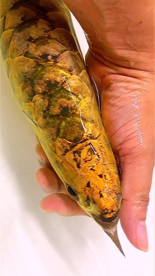 如何訓(xùn)練龍魚進(jìn)行互動行為？，——龍魚互動行為訓(xùn)練龍魚進(jìn)行互動行為