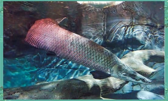 上海海洋水族館的龍魚(yú)展什么時(shí)候結(jié)束？，上海海洋水族館的龍魚(yú)展什么時(shí)候結(jié)束？上海海洋水族館的龍魚(yú)展何時(shí)重新開(kāi)始？ 上海海洋水族館的龍魚(yú)展什么時(shí)候結(jié)束？，上海海洋水族館的龍魚(yú)展什么時(shí)候結(jié)束？上海海洋水族館的龍魚(yú)展何時(shí)重新開(kāi)始？ 龍魚(yú)百科 第1張