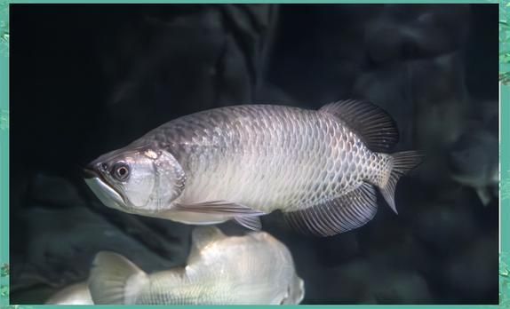 上海海洋水族館的龍魚(yú)展什么時(shí)候結(jié)束？，上海海洋水族館的龍魚(yú)展什么時(shí)候結(jié)束？上海海洋水族館的龍魚(yú)展何時(shí)重新開(kāi)始？ 上海海洋水族館的龍魚(yú)展什么時(shí)候結(jié)束？，上海海洋水族館的龍魚(yú)展什么時(shí)候結(jié)束？上海海洋水族館的龍魚(yú)展何時(shí)重新開(kāi)始？ 龍魚(yú)百科 第4張