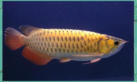 上海海洋水族館的龍魚(yú)展什么時(shí)候結(jié)束？，上海海洋水族館的龍魚(yú)展什么時(shí)候結(jié)束？上海海洋水族館的龍魚(yú)展何時(shí)重新開(kāi)始？ 上海海洋水族館的龍魚(yú)展什么時(shí)候結(jié)束？，上海海洋水族館的龍魚(yú)展什么時(shí)候結(jié)束？上海海洋水族館的龍魚(yú)展何時(shí)重新開(kāi)始？ 龍魚(yú)百科 第6張