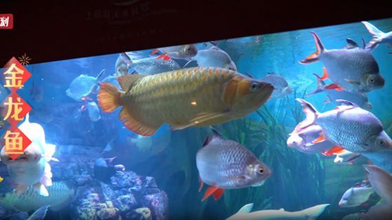 上海海洋水族館的龍魚(yú)展什么時(shí)候結(jié)束？，上海海洋水族館的龍魚(yú)展什么時(shí)候結(jié)束？上海海洋水族館的龍魚(yú)展何時(shí)重新開(kāi)始？ 上海海洋水族館的龍魚(yú)展什么時(shí)候結(jié)束？，上海海洋水族館的龍魚(yú)展什么時(shí)候結(jié)束？上海海洋水族館的龍魚(yú)展何時(shí)重新開(kāi)始？ 龍魚(yú)百科 第2張